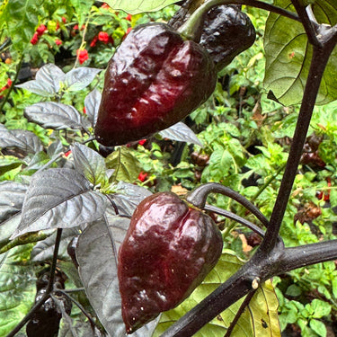 Jay's Pink x Leopard Reaper - Seeds - The Pepper Pantry (Formerly Marie Sharp's)